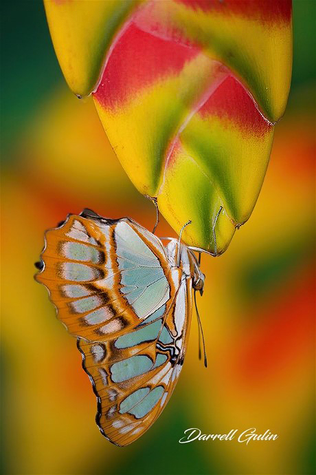 1MalachiteDarellGulin