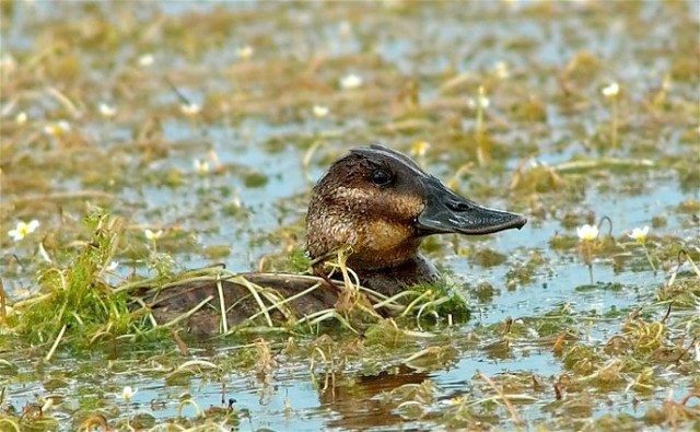 2Copy of ANatWRef 024