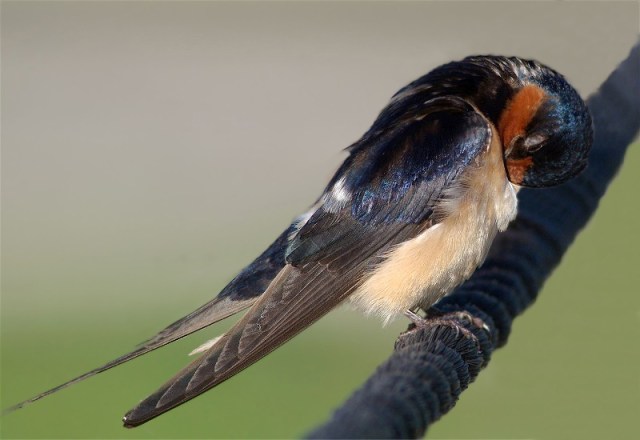 3eCopy of HorD80b 171