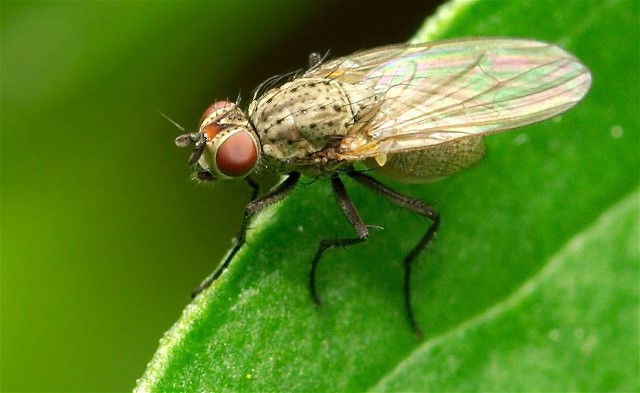 12Copy of HawthornFlBugs 098