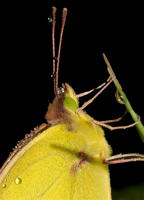 1CloudlessSulphur - Copy