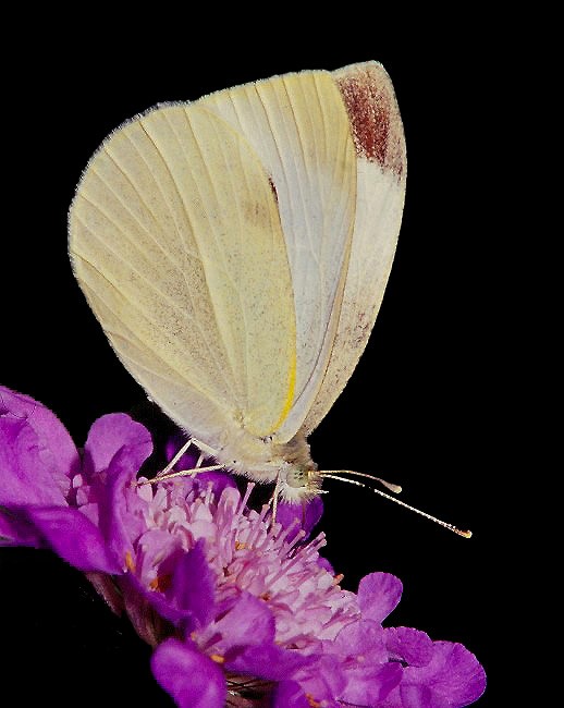 9SlidesButterfly 011