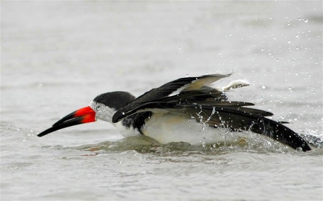 12a24191671965_00125695fce2_o