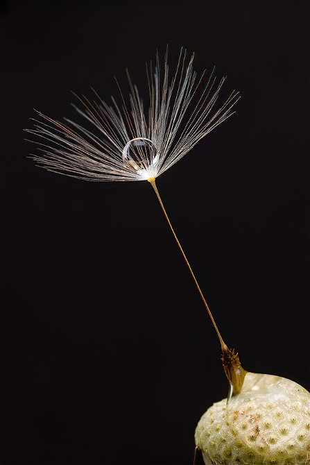 15dendelionseedAd15amJones