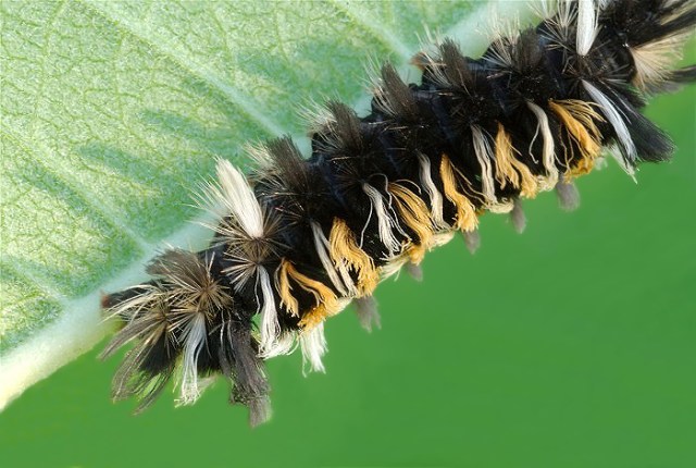 2WebDewFgent 135 - Copy