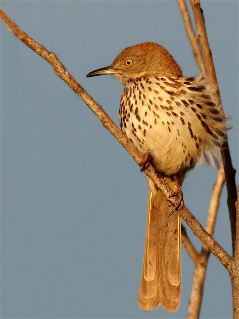 32ThrasherOriole 011