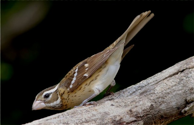 5FemaleRose_breasted GrosbeakCopy - Copy