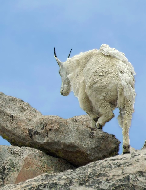 8PicasMarmotsBirds 106