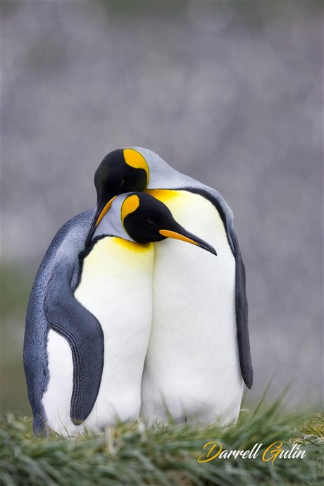 1KingPenquinsDarrellGullin